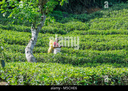 Tamilische Frau Kommissionierung Tee auf einer Teeplantage in Nuwara Eliya District, Central Province, Sri Lanka, Südafrika Asien Stockfoto