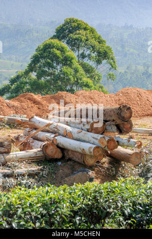 Bäume schneiden um den Weg für neue Straßen in Nuwara Eliya District, Central Province, Sri Lanka, Südafrika Asien Stockfoto