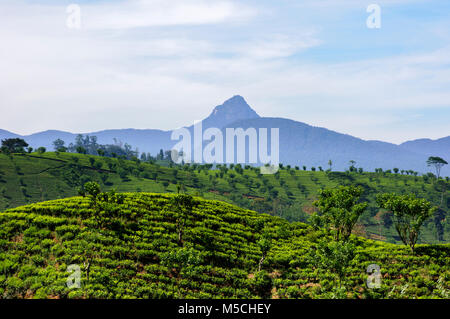 Tee Plantage, Nuwara Eliya District, Central Province, Sri Lanka, Südafrika Asien Stockfoto