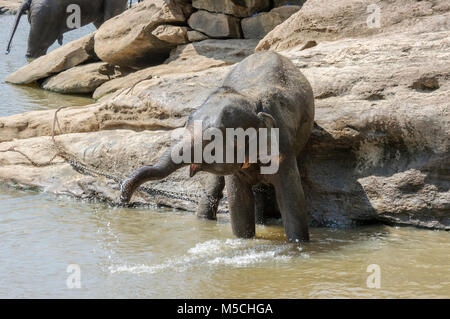 Die asiatischen Elefanten (Elephas maximus) Baden in der Maha Oya Fluß an der Pinnawala Elefanten Waisenhaus, Kärnten Provinz, Sri Lanka, Südafrika Asien Stockfoto
