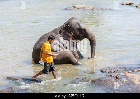 Die asiatischen Elefanten (Elephas maximus) Baden in der Maha Oya Fluß an der Pinnawala Elefanten Waisenhaus, Kärnten Provinz, Sri Lanka, Südafrika Asien Stockfoto