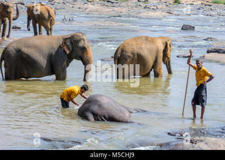 Die asiatischen Elefanten (Elephas maximus) Baden in der Maha Oya Fluß an der Pinnawala Elefanten Waisenhaus, Kärnten Provinz, Sri Lanka, Südafrika Asien Stockfoto
