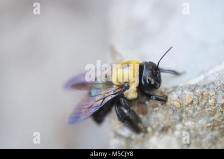 Bumble Bee Stockfoto