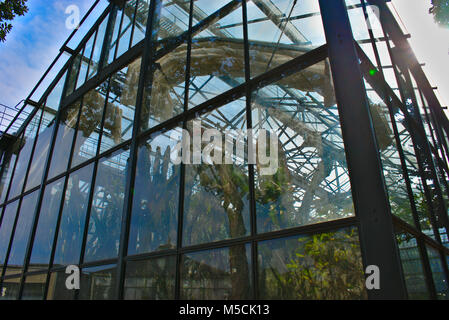 Transparenz Der große Gewächshäuser der Park de la Tête d'Or in Lyon, Rhone, Frankreich Stockfoto