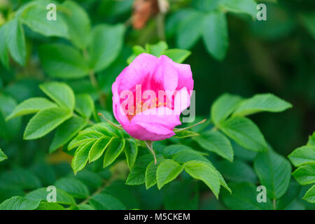 Blumen und Laub von dogrose Im welken Phase. Stockfoto