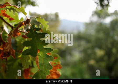 Grüne Eichenlaub auf unscharfen Hintergrund Nach dem Sommer Regen. Stockfoto