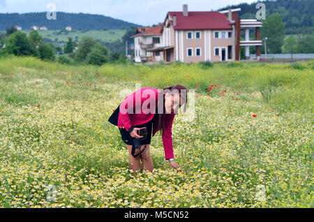 Das junge Mädchen ist Aufnahmen im Freien auf dem Gebiet der GÄNSEBLÜMCHEN. Stockfoto