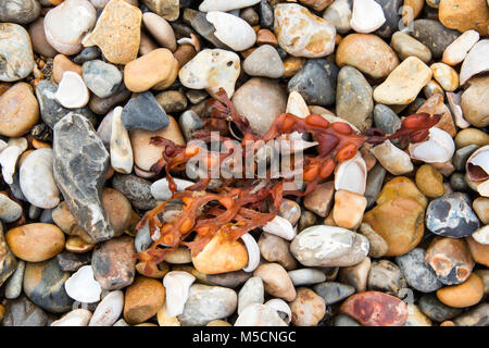 Algen und Steine am Chesil Beach Stockfoto