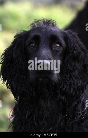 Cocker Spaniel, Gun Dog Stockfoto