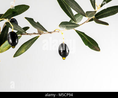 Isolierte schwarze Oliven und Olivenöl drop auf weißem Hintergrund whit Kopie Raum Stockfoto