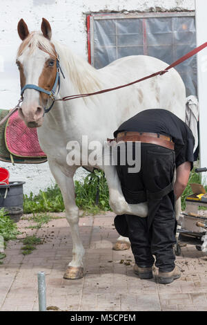 Hufschmied blacksmtih Hufbeschlag Pferd in crossties Außerhalb der Scheune auf dem Bauernhof auf dem Land Stockfoto