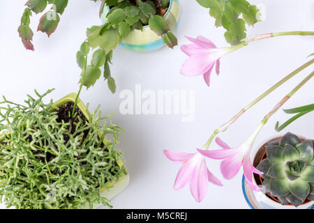 Andere Sukkulenten und Rosepink Zephyr Lilie Blume oder Rosa Regen Lily, Zephyranthes Grandiflora, Weihnachtskaktus, Gartengeräte auf weißem backgroun Stockfoto