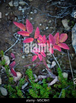 Blatt auf dem Boden nach einem Sturz vom Baum Stockfoto