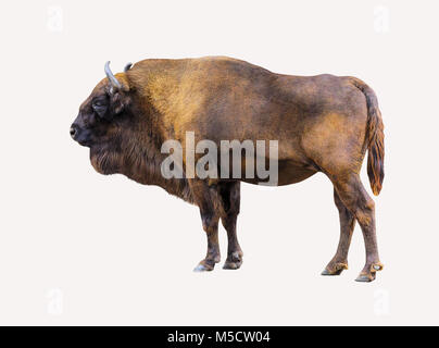 Bison isoliert auf weißem Hintergrund. Muskulöse buffalo Seite anzeigen. Ein mächtiges wildes Tier mit großen Geweih schaut weg. Stockfoto