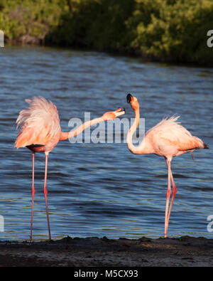 Amerikanische Flamingos (Phoenicopterus ruber) sind in der salzartigen Lagune auf der Insel Rabida zu sehen Stockfoto