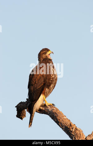 Harris Hawk (Parabuteo Unicinctus) thront auf Ast Stockfoto