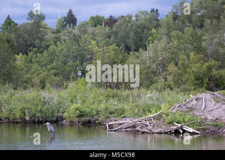 Great Blue Heron (Ardea herodias) waten in Beaver Teich neben Lodge in städtischen Park Stockfoto