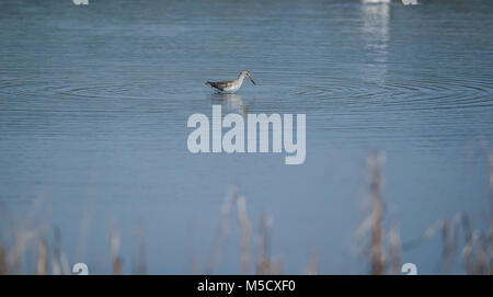 Eine gemeinsame Rotschenkel Vogel im Wasser Jagen Fischen Stockfoto