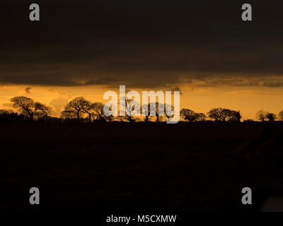 Ackerland und Eichen Southrepps Norfolk in der Dämmerung Stockfoto