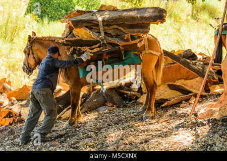 Cork Arbeiter, die Hirnrinde der Korken. Nachdem wir können es verwenden, um aus Kork Armaturen, Pinnwände, zum Beispiel. Stockfoto