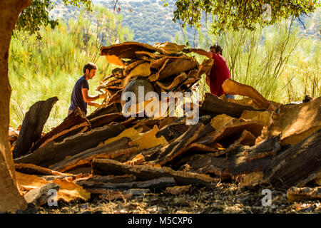 Cork Arbeiter, die Hirnrinde der Korken. Nachdem wir können es verwenden, um aus Kork Armaturen, Pinnwände, zum Beispiel. Stockfoto