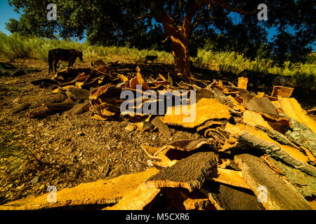 Cork Arbeiter, die Hirnrinde der Korken. Nachdem wir können es verwenden, um aus Kork Armaturen, Pinnwände, zum Beispiel. Stockfoto