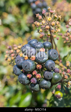 Cluster von schwarzen Beeren Obst auf einem Efeu (Hedera helix) Pflanze im Winter in England, Großbritannien. Ivy Porträt im Winter. Stockfoto