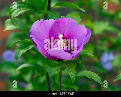 Rose von Sharron Hibiscus syriacus Botanischen Gärten Hobart Tasmanien, Australien. Stockfoto