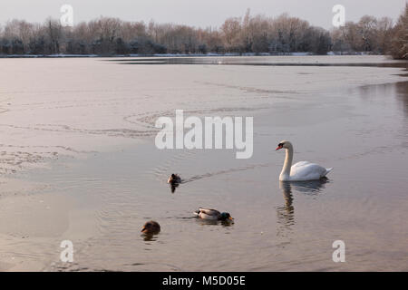 Ein Schwan und drei Enten auf einem zugefrorenen See in der Cotswold Water Park im Winter. Stockfoto