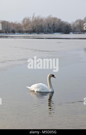 Ein Schwan, der auf einer halb gefrorenen See in der Cotswold Water Park im Winter. Stockfoto