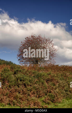 Rowan Tree vor blauem Himmel in Snowdonia im Norden von Wales Stockfoto