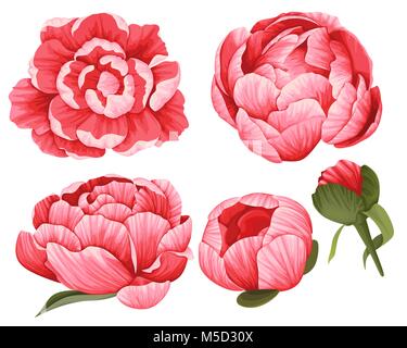 Pfingstrose Vector Clip Art 5-er Set Rot schöne Blumen Bild botanischen Objekt illystrations Stock Vektor