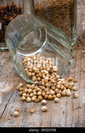 Koriander (Coriandrum sativum) in Glasbehälter. Stockfoto