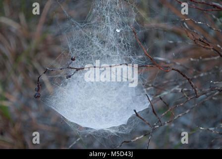 Spider Net. Wilde Wald in einem frühen Morgen. Palmen und Bäumen, Sträuchern Stockfoto