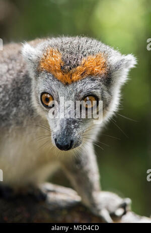 (Eulemur gekrönt lemur Coronatus), Tier Portrait, Akanin Ny Nofy, Madagaskar Stockfoto