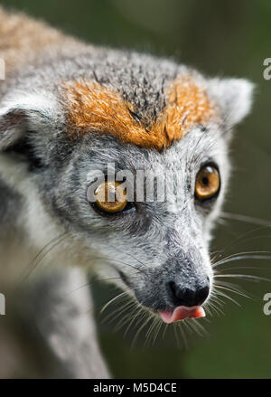 (Eulemur gekrönt lemur Coronatus), Tier Portrait, Akanin Ny Nofy, Madagaskar Stockfoto