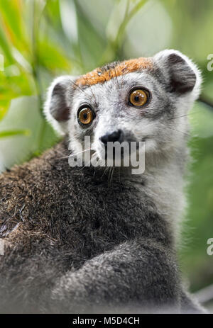 (Eulemur gekrönt lemur Coronatus), Tier Portrait, Akanin Ny Nofy, Madagaskar Stockfoto