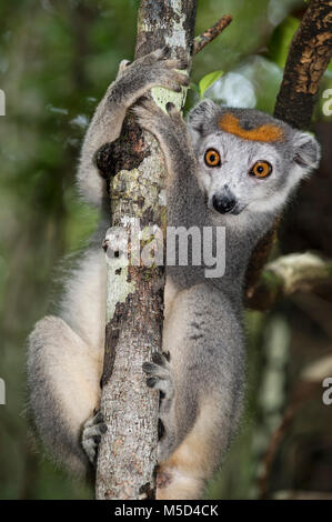 (Eulemur gekrönt lemur Coronatus) klettert auf Baum, Akanin Ny Nofy, Madagaskar Stockfoto