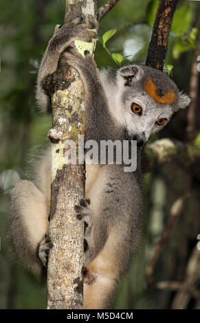 (Eulemur gekrönt lemur Coronatus) klettert auf Baum, Akanin Ny Nofy, Madagaskar Stockfoto