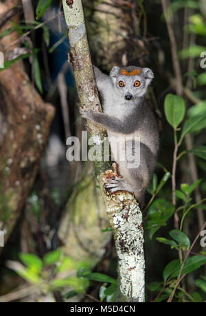 (Eulemur gekrönt lemur Coronatus) klettert auf Baum, Akanin Ny Nofy, Madagaskar Stockfoto