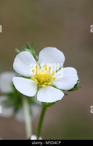 Wilde Erdbeere, FRAGARIA VESCA Stockfoto