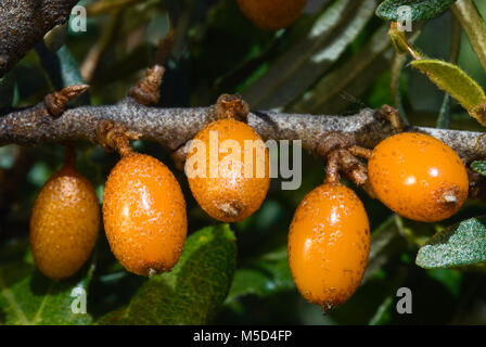 Sanddorn (Hippophae rhamnoides) barries auf hölzernen Tisch. Stockfoto