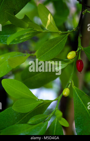 Coca Pflanze (Erythroxylum coca) mit Blättern und Früchten Stockfoto