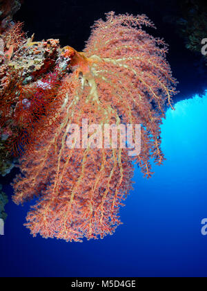 Cherry Blossom Coral (Siphonogorgia godeffroyi), Rot, Korallenriff, Rotes Meer, Ägypten Stockfoto