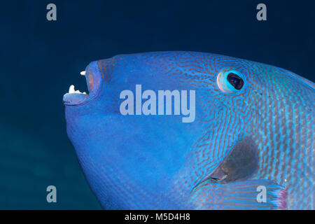 Blaue Drückerfische (Pseudobalistes Fuscus), Tier Portrait, Rotes Meer, Ägypten Stockfoto