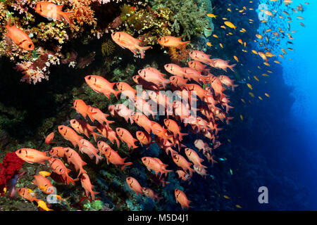 Schwarm Pinecone soldierfishes (Myripristis murdjan) am Korallenriff, Rotes Meer, Ägypten Stockfoto