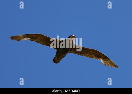 Southern giant Petrel (Macronectes giganteus) im Flug, Halbinsel Valdes, Chubut, Argentinien Stockfoto