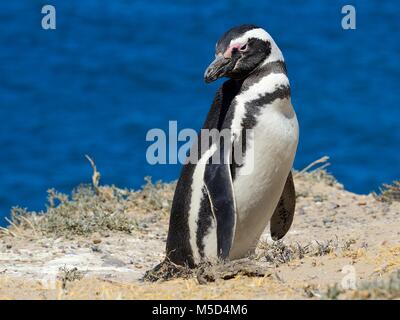 Magellanic penguin (Spheniscus Magellanicus), Caleta Valdés, die Halbinsel Valdes, Chubut, Argentinien Stockfoto