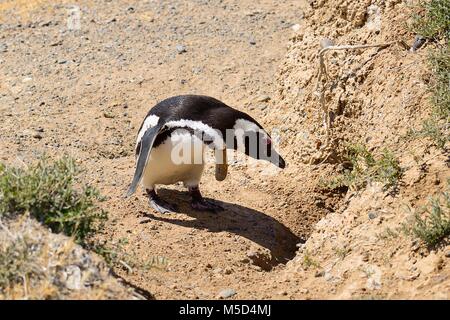 Magellanic penguin (Spheniscus Magellanicus) vor der Zucht Burrow, Caleta Valdés, Halbinsel Valdes, Chubut, Argentinien Stockfoto