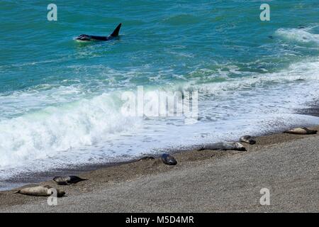 Schwertwal (Orcinus orca) auf der Suche nach Beute vor Kies bank mit Südlichen Seeelefanten (Mirounga leonina leonina) Stockfoto